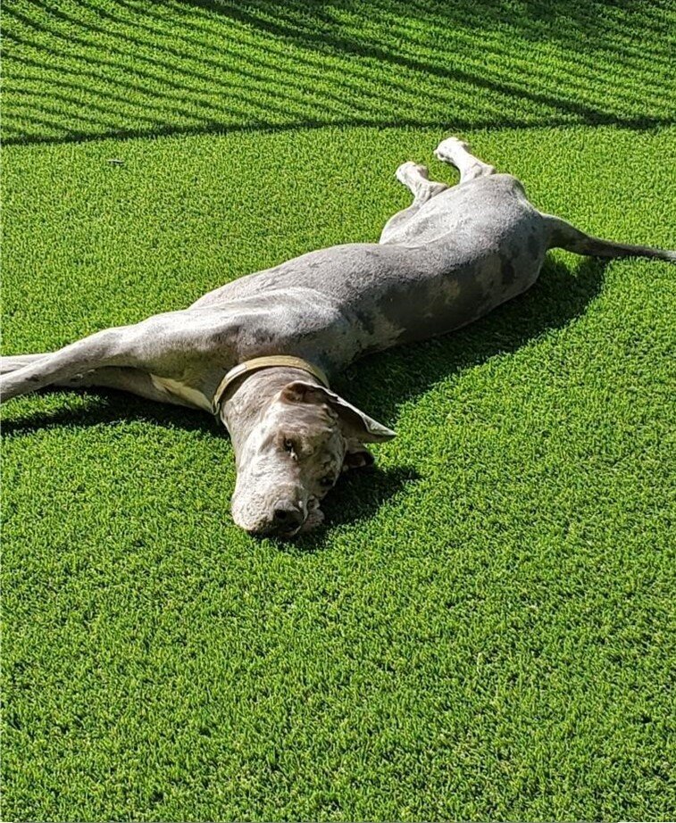 Pet Artificial Grass for Backyards, Kennel, Dog Parks, Dog Runs, RIverside